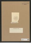 Chaetoceros spirillium Castr. (de-Toni-Nr.: Genus 149, Species 4151) Zeichnungen Sammlung Grunow Nr. 7710 (NHMW-BOT-W0376916)